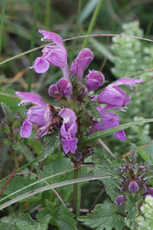 Lamier  grandes fleurs, Lamium garganicum, Haute Provence, Montagne de Gache, juin 2020