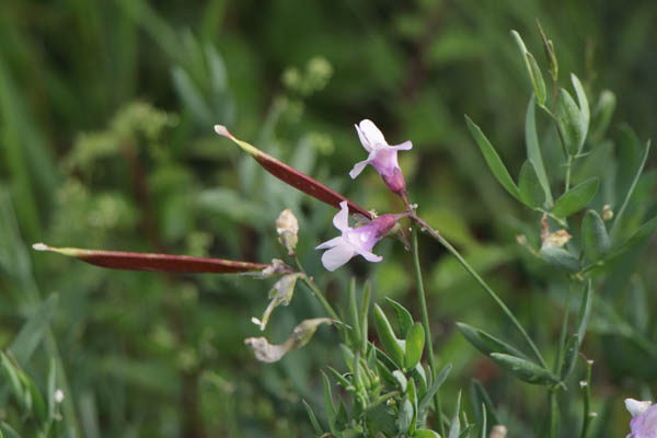 Gesse filiforme, Lathyrus filiformis, Haute Provence, Montagne de Gache, juin 2020
