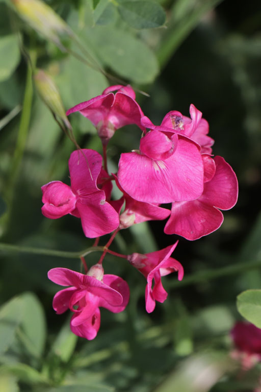 Gesse tubreuse, Lathyrus tuberosus, Haute Provence, juin 2020