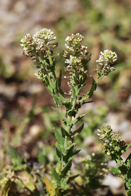 Passerage champtre, Lepidium campestre, Haute Provence, Les Monges, juin 2020