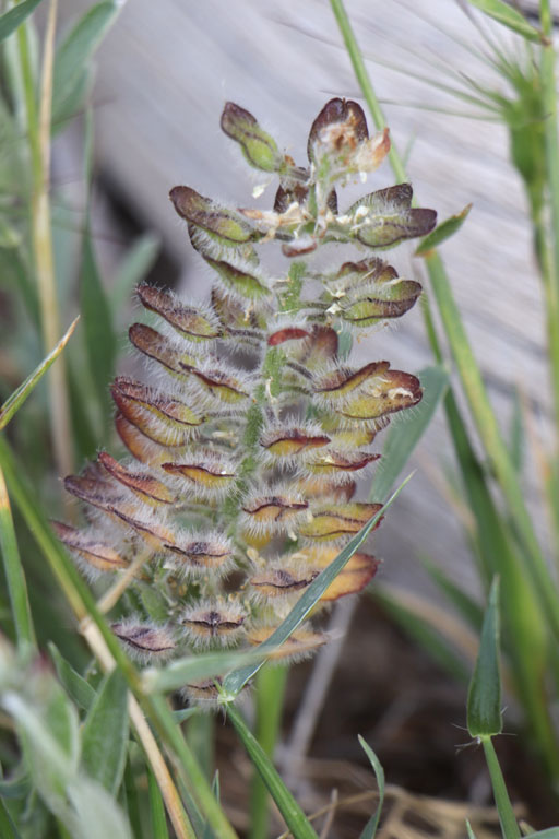 Passerage hriss, Lepidium hirtum, Haute Provence, Montagne de Gache, juin 2020