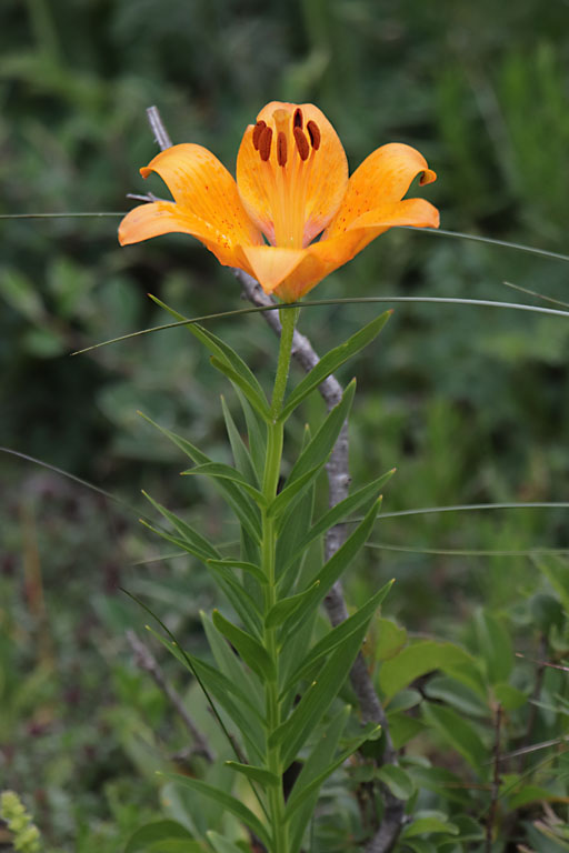 Lis orang, Lilium bulbiferum var. croceum, Haute Provence, Montagne de Joure, juin 2020