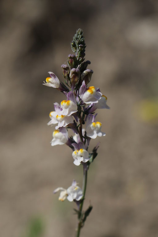 Linaire strie, Linaria repens, Haute Provence, juin 2020