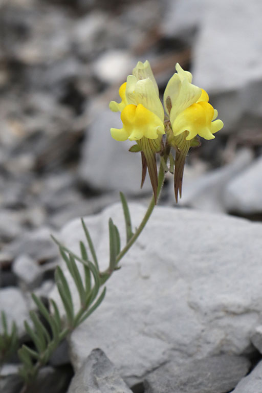 Linaire couche, Linaria supina, Haute Provence, Fort de la Blanche, juin 2020