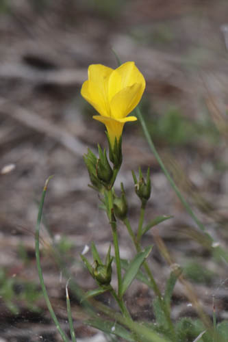 Lin campanul, Linum campanulatum, Haute Provence, Montagne de Gache, juin 2020