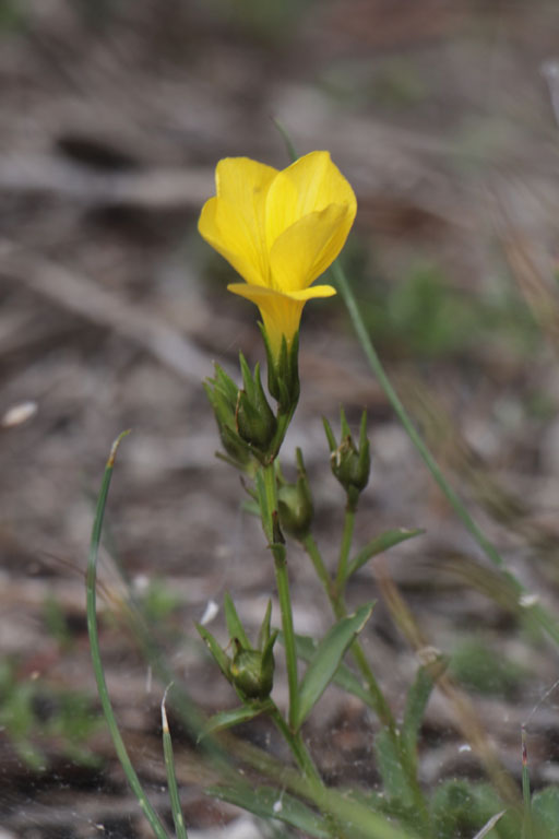 Lin campanul, Linum campanulatum, Haute Provence, Montagne de Gache, juin 2020