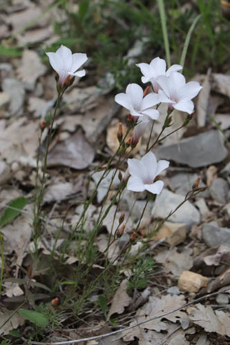 Lin  feuilles de Salsola, Linum suffruticosum subsp. appressum, Haute Provence, Montagne de Joure, juin 2020