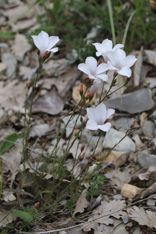 Lin  feuilles de Salsola, Linum suffruticosum subsp. appressum, Haute Provence, Montagne de Joure, juin 2020