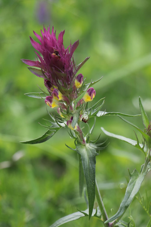 Mlampyre des champs, Melampyrum arvense, Haute Provence, Montagne de Lure, juin 2020