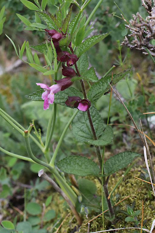 Mlitte  feuilles de mlisse, Melittis melissophyllum, Haute Provence, Montagne de Joure, juin 2020
