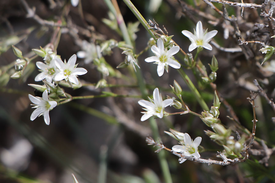 Minuartie  rostre, Minuartia rostrata, Haute Provence, Montagne de Gache, juin 2020
