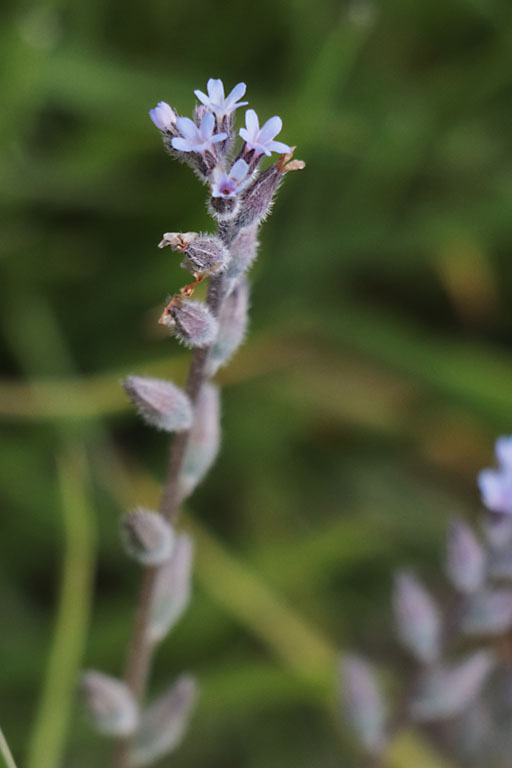 Myosotis raide, Myosotis stricta, Haute Provence, Montagne de Lure, juin 2020