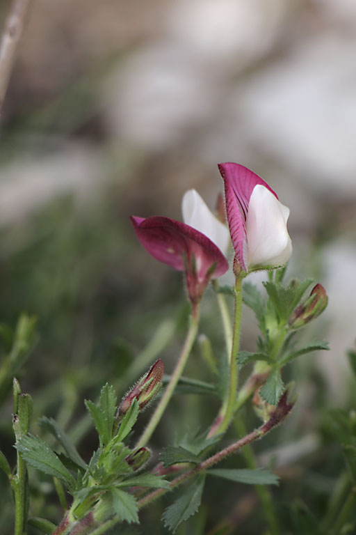 Bugrane du Mont Cenis, Ononis cristata, Haute Provence, Montagne de Gache, juin 2020