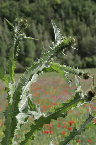 Onopordon  feuilles d'acanthe, Onopordum acanthium, Haute Provence, juin 2020