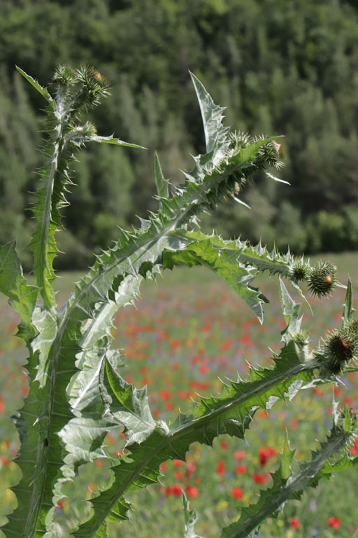 Onopordon  feuilles d'acanthe, Onopordum acanthium, Haute Provence, juin 2020