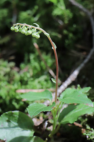 Pyrole unilatrale, Orthilia secunda, Haute Provence, Fort de la Blanche, juin 2020