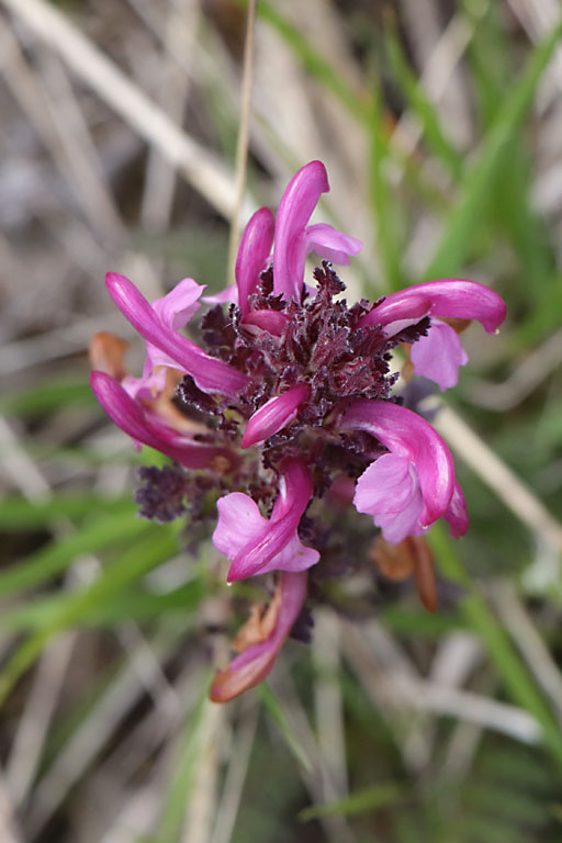 Pdiculaire arque, Pedicularis gyroflexa, Haute Provence, Montagne de Lure, juin 2020