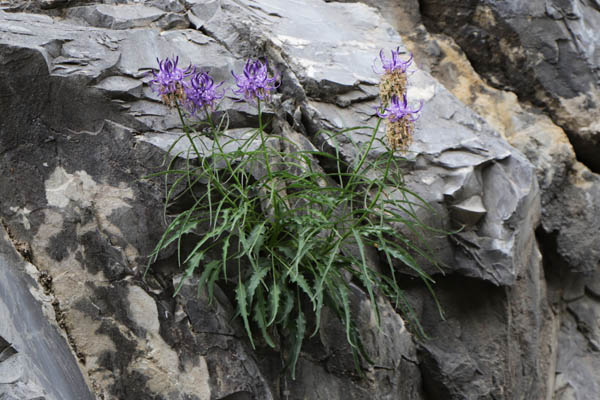 Raiponce de Charmeil, Phyteuma charmelii, Haute Provence, Les Monges, juin 2020