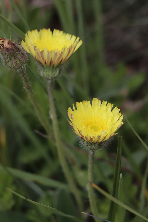 Piloselle, Pilosella officinarum, Haute Provence, Montagne de Joure, juin 2020