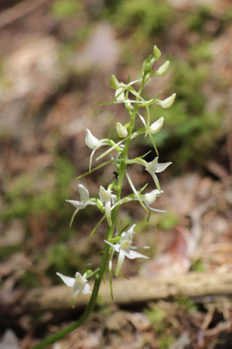 Platanthre  2 feuilles, Platanthera bifolia, Haute Provence, Fort de la Blanche, juin 2020