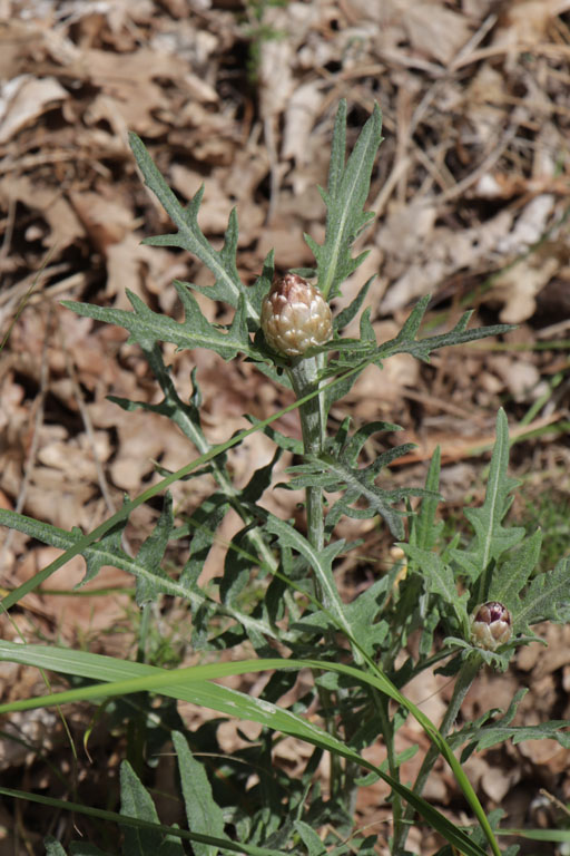 Leuze conifre, Rhaponticum coniferum, Haute Provence, Montagne de Gache, juin 2020