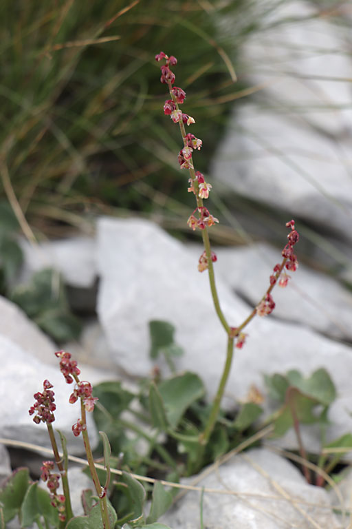 Oseille ronde, Rumex scutatus, Haute Provence, Montagne de Lure, juin 2020