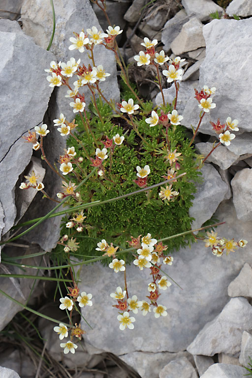 Saxifrage sillonne, Saxifraga exarata subsp. exarata, Haute Provence, Montagne de Lure, juin 2020