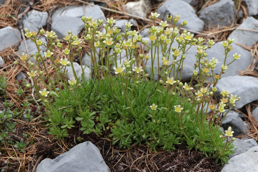 Saxifrage sillonne, Saxifraga exarata subsp. exarata, Haute Provence, Fort de la Blanche, juin 2020