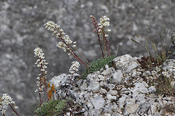 Saxifrage  feuilles en languettes, Saxifraga lantoscana, Haute Provence, Montagne de Gache, juin 2020