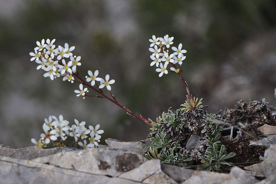Saxifrage  feuilles en languettes, Saxifraga lantoscana, Haute Provence, Montagne de Joure, juin 2020