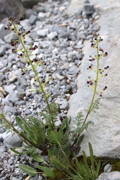 Scophulaire de Provence, Scrophularia provincialis, Haute Provence, Fort de la Blanche, juin 2020
