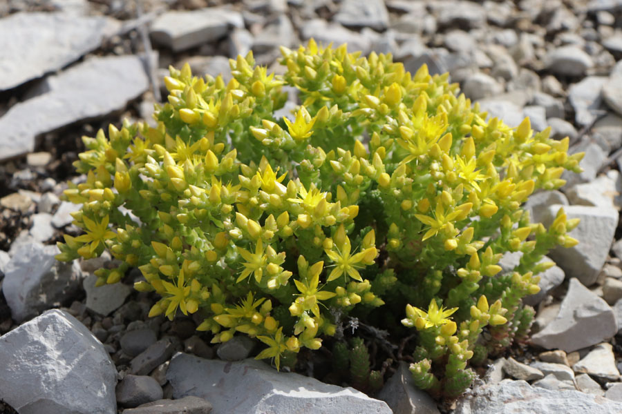 Orpin cre, Sedum acre, Haute Provence, Montagne de Gache, juin 2020