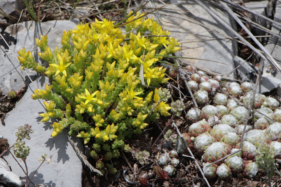 Orpin cre, Sedum acre, Haute Provence, Montagne de Joure, juin 2020
