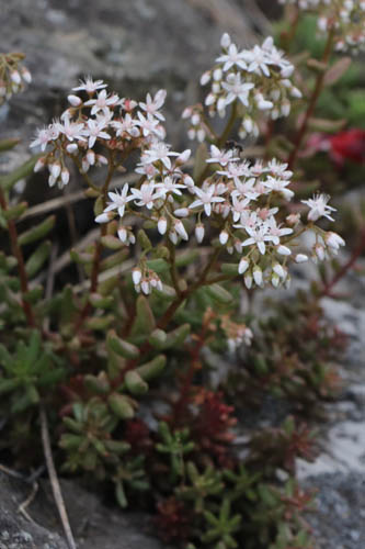 Orpin blanc, Sedum album, Haute Provence, Clamensane, juin 2020