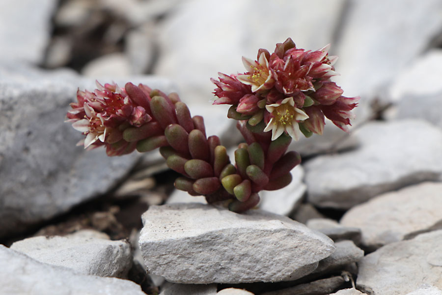 Orpin noirtre, Sedum atratum subsp. atratum, Haute Provence, Montagne de Lure, juin 2020