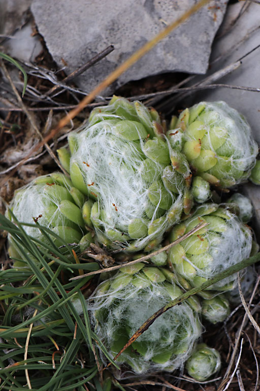 Joubarbe toile d'araigne, Sempervivum arachnoideum, Haute Provence, Montagne de Joure, juin 2020