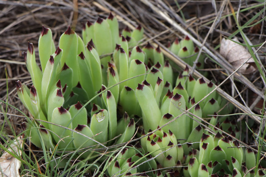 Joubarbe du calcaire, Sempervivum calcareum, Haute Provence, Montagne de Joure, juin 2020