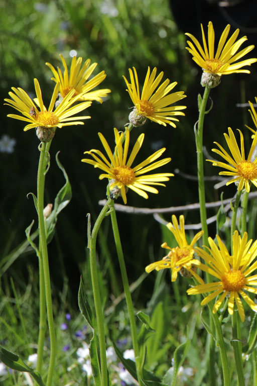 Sneon de Grard, Senecio gerardi, Haute Provence, Les Monges, juin 2020