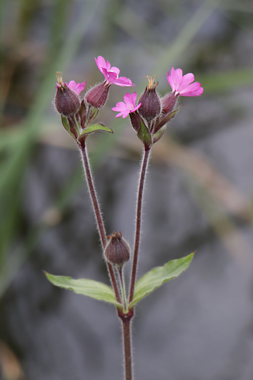 Compagnon rouge, Silene dioica, Haute Provence, Les Monges, juin 2020