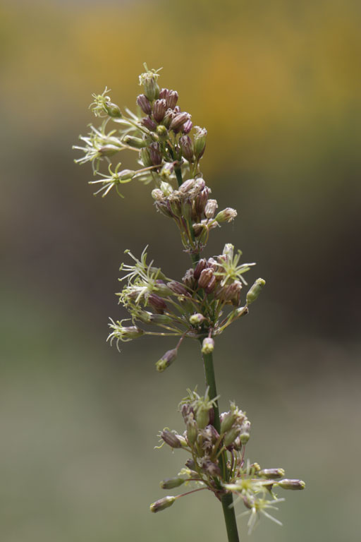Silne cure-oreille, Silene otites, Haute Provence, Montagne de Gache, juin 2020
