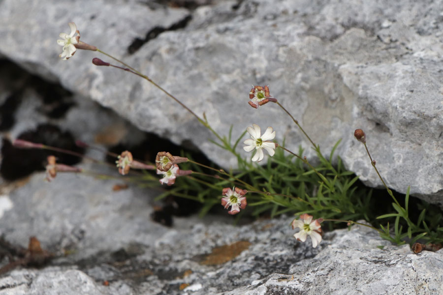 Silne saxifrage, Silene saxifraga, Haute Provence, Montagne de Gache, juin 2020