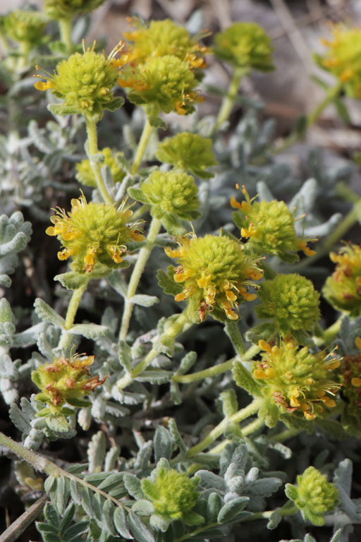 Germandre dore, Teucrium aureum, Haute Provence, Montagne de Gache, juin 2020