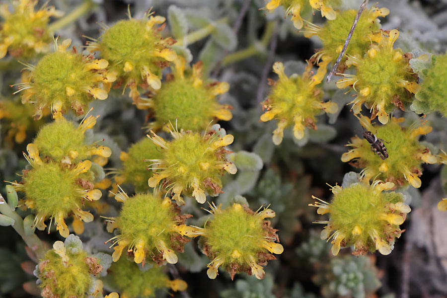 Germandre dore, Teucrium aureum, Haute Provence, Montagne de Gache, juin 2020