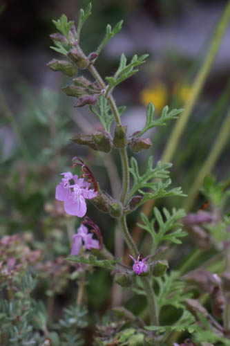 Germandre botryde, Teucrium botrys, Haute Provence, Montagne de Gache, juin 2020