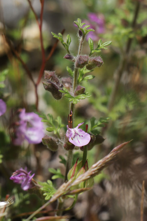Germandre botryde, Teucrium botrys, Haute Provence, Montagne de Gache, juin 2020