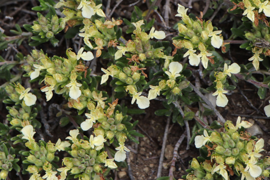 Germandre des montagnes, Teucrium montanum, Haute Provence, Montagne de Gache, juin 2020