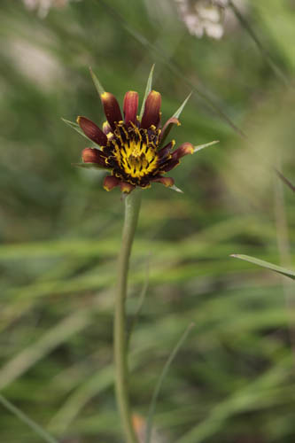 Salsifis  feuilles de crocus, Tragopogon crocifolius, Haute Provence, Montagne de Gache, juin 2020
