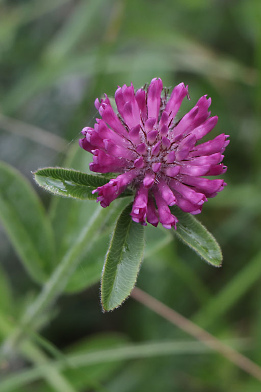 Trfle alpestre, Trifolium alpestre, Haute Provence, Montagne de Gache, juin 2020
