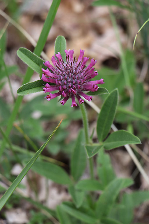 Trfle alpestre, Trifolium alpestre, Haute Provence, Montagne de Joure, juin 2020