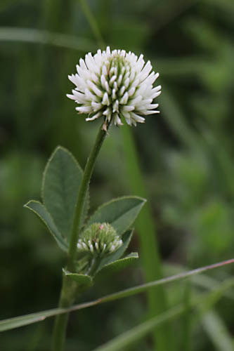 Trfle des montagnes, Trifolium montanum, Haute Provence, Montagne de Joure, juin 2020